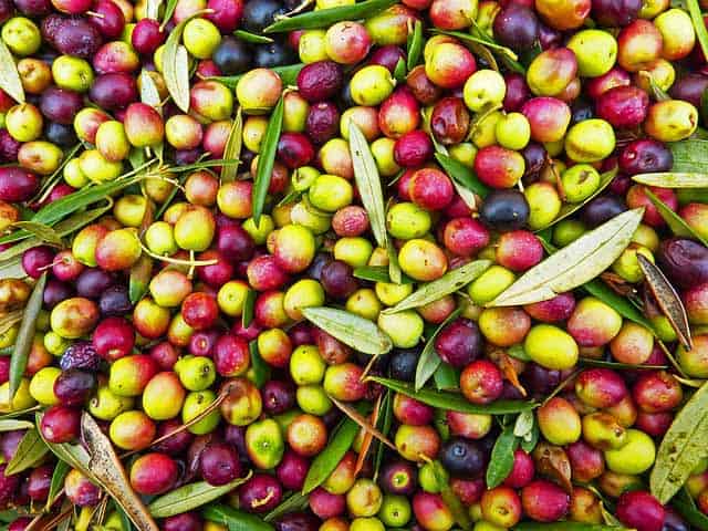 olives fruit